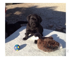 Cuccioli di Labrador Retriever con pedigree