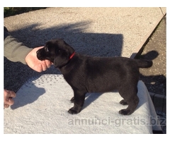 Cuccioli di Labrador Retriever con pedigree