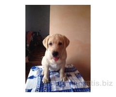 Cuccioli di Labrador Retriever con pedigree