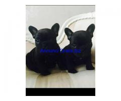 BOULEDOGUE FRANCESE CUCCIOLI