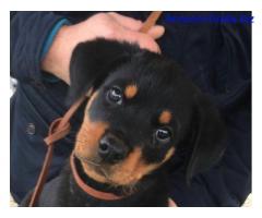 Rottweiler Cuccioli