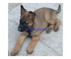 PASTORE BELGA MALINOIS cuccioli PREZZO SUPER